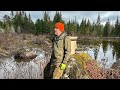 Beavers Are Destroying Our Homestead | Trapping to Save Our Property Before Winter's First Storm