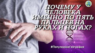 Почему у человека именно по пять пальцев на руках и ногах? Человек. Интересные факты. Наука.