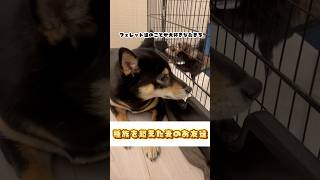 我が家のフェレット達が家の中で1番強い説。笑 #shiba #柴犬 #shorts #フェレット