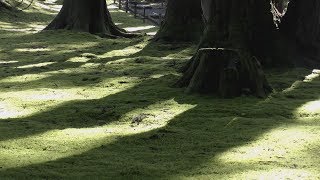 4K 平泉寺白山神社