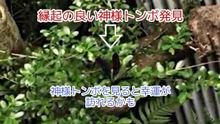 縁起がいい神様トンボ発見　（ハグロトンボ）