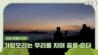 [자연과의 만남 뭉클][숨터＃16] 가창오리는 무리를 지어 춤을 춘다 | KBS 방송