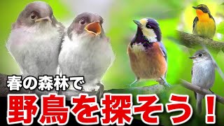 Take a close look at the adorable wild birds and the long-tailed tit dumplings!
