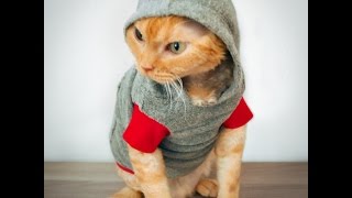 Funny cats refusing to wear clothes and can't walk