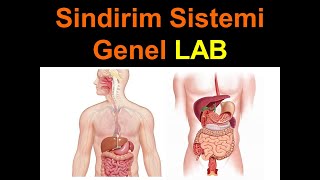 Sindirim Sistemi Genel LAB