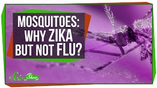 Why Can Mosquitoes Transmit Zika, But Not the Flu?