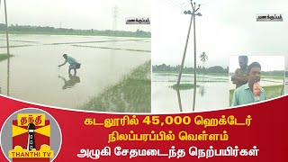 கடலூரில் 45,000 ஹெக்டேர் நிலப்பரப்பில் வெள்ளம் - அழுகி சேதமடைந்த நெற்பயிர்கள்