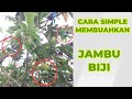 Membuahkan & Melebatkan Buah Jambu Biji.