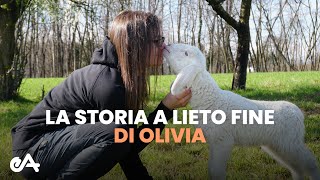 Agnello salvata dal macello: la storia a lieto fine di Olivia