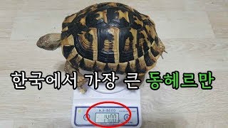 한국에서 가장 큰 동헤르만 육지거북이[Testudo hermanni)[옥탑방거북이]