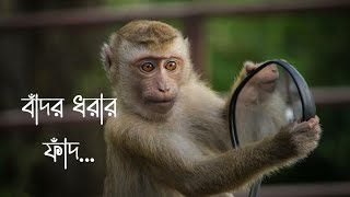 বাঁদর ধরার ফাঁদ | বনের বাঁদর ধরা | How to catch Monkey | #monkey #monkeytrap #trap #tricks