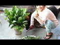 how to grow luscious spinach in water easily