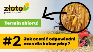 Złoto prosto z pola: Jak ocenić odpowiedni termin zbioru kukurydzy? #2