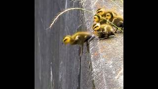 雛鳥が命がけ引っ越し前の飛び降り訓練【カモ親子】