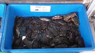 マレーシア・コタキナバルの旅 シーフードレストランの店先の魚介類