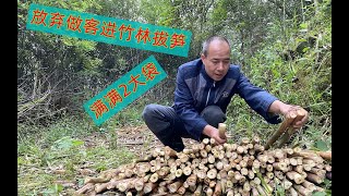 大雨过后，竹林里的竹笋疯长，大叔放弃做客机会拔笋，收获2大袋