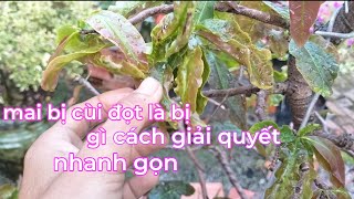 lá bị mai như vậy có ai từng gặp chưa.cách khác phục nhanh gọn