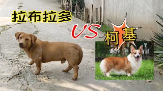 The new species created by Labrador and Corgi is so funny