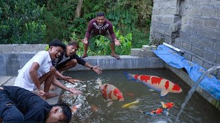 MENANGKAP RIBUAN IKAN KOI DI KOLAM YANG KECIL