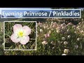 Pink Evening Primrose (Pinkladies), Oenothera speciosa-Facts on plant, flowers, care, propagation