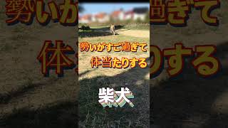 【柴犬】ボール遊びで大興奮！勢い余って飼い主に激突！＃shorts #shiba#dog