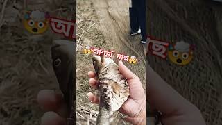 আশ্চর্য মাছ! 🤯🤯🤯 #youtubeshorts #viralshorts #shorts #amazing #unbelievable #unseen #fish