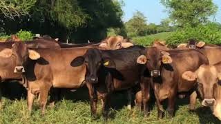 Brahman x Braunvieh/Brown Swiss heifers