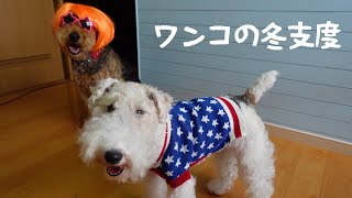 【犬のVlog】きなこに冬服買いました　エアデールテリアとワイヤーフォックステリア MugiVlog44