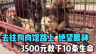 Ten dogs were going to be sent to the dog meat restaurant, the guy spent 3,500 yuan to rescue them