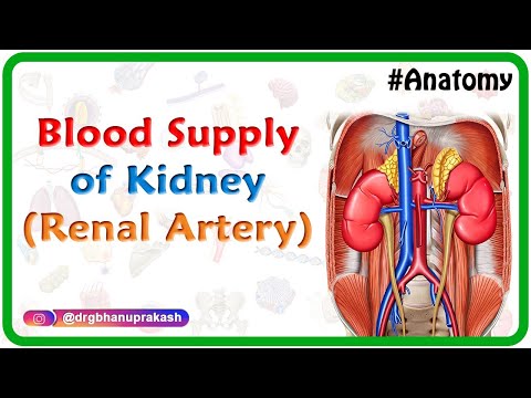 kidney anatomy
