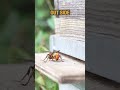 The Response of Japanese Bees to a Giant Hornet Attack