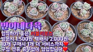 민이네다육/합식하기 좋은 러블리로즈 방문시 1,500원 택배시 2,000원 10개 구매시 1개 더 서비스❤️/문자주문 010-6863-0625