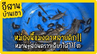 หม่องนี้แมงดาหลายคัก!! หมานๆส่อนคราวเดียวได้17โต