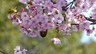 熱いまちＫＯＴＯ動画アワード　「河津桜が春だよとささやく」