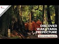 Discover Wakayama Prefecture: Home of Koyasan and Kumano Kodo