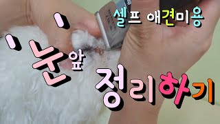 [셀프강아지미용]실무경력자가 알려주는! 셀프 위생미용 \