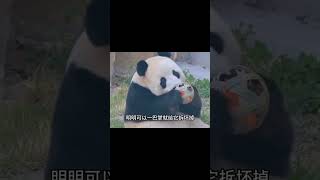 我们飞云就是最可爱的小熊#panda #大熊猫 #大熊猫 #animals #国宝大熊猫 #国宝大熊猫 #搞笑