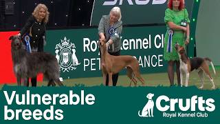Vulnerable Breeds | Crufts 2026