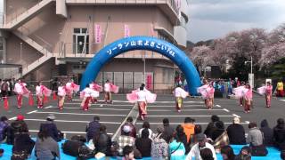 ソーラン山北よさこいフェスティバル２０１２－友和会レッドローズ