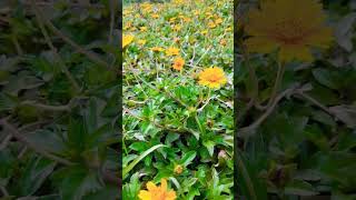 beautiful yellow flower small plant beautiful wedelia plant#shorts#youtubeshorts#video