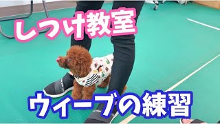 犬のしつけ教室☆ウィーブの練習【トイプードルのサラ】