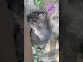 【茶臼山動物園】ウォレスくんの声は届かず、ももこさんは熟睡中😴💤 wombat momoko cyausuyama zoo