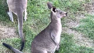 #動物　#オオカンガルー　#Grey Kangaroo    #横浜市立 金沢動物園　2022. 9.25