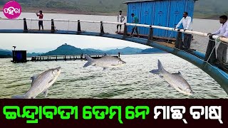 Cage Culture in Indrabati Dam: କଳାହାଣ୍ଡି ଜିଲ୍ଲାର୍ ଇନ୍ଦ୍ରାବତୀ ଡେମ୍ ନେ ମୁଲ୍ ହେଲା କେଜ୍ କଲ୍ଚର୍ ମାଛ୍ ଚାଷ୍