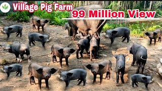 Indian Village Desi Pig Farm || Local Village Pig and Piglet || Baby Pig#Village Pig Farm ||