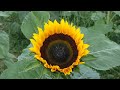 英國向日葵（太陽花）uk sunflowers 2022