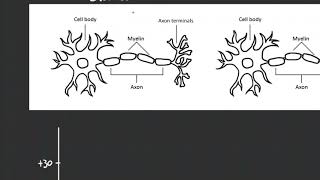 CNS and Neurophysiology