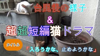 猫タイムTV #105 野良猫親子が私の家の庭に来た。台風後の様子からのー超超短編猫ドラマ👍好きな方必見！できたらファンになってね。かわいい猫動画を見て癒されてくださいにゃ(=^・^=)