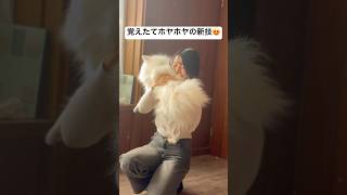 相棒の覚えたてホヤホヤの新技😍　#日本スピッツ #犬のいる暮らし