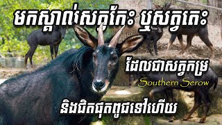 the Southern Serow-មកស្គាល់សត្វកែះ ឬសត្វតេះដែលជាសត្វកម្រ និងជិតផុតពូជទៅហើយ